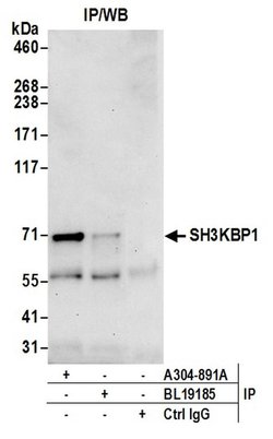SH3KBP1 Binding Protein 1/SHKBP1 Rabbit anti-Human, Polyclonal, Bethyl