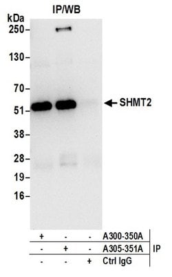 SHMT2 Rabbit anti-Human, Mouse, Polyclonal, Bethyl Laboratories 100 &mu;l;
