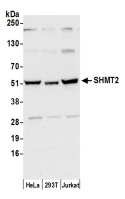 SHMT2 Polyclonal Antibody, Bethyl Laboratories 20 &mu;L; Unconjugated:Antibodies,