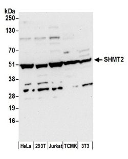 SHMT2 Rabbit anti-Human, Mouse, Polyclonal, Bethyl Laboratories 100 &mu;l;