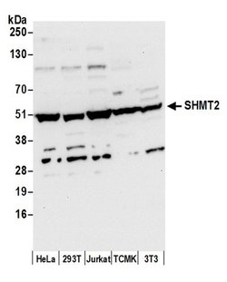 SHMT2 Polyclonal Antibody, Bethyl Laboratories 20 &mu;L | Buy Online | Bethyl Laboratories, Inc | Fisher Scientific