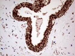 SHMT2 Mouse anti-Human, Clone: OTI1E12, lyophilized, TrueMAB 100 &mu;g;