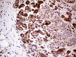 SHMT2 Mouse anti-Human, Clone: OTI1E12, lyophilized, TrueMAB 100 &mu;g;