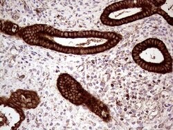 SHMT2 Mouse anti-Human, Clone: OTI1E12, lyophilized, TrueMAB 100 &mu;g;
