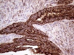 SHMT2 Mouse anti-Human, Clone: OTI1E12, lyophilized, TrueMAB 100 &mu;g;