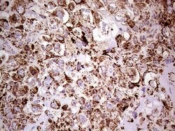 SHMT2 Mouse anti-Human, Clone: OTI1E12, lyophilized, TrueMAB 100 &mu;g;