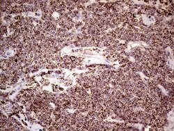 SHMT2 Mouse anti-Human, Clone: OTI1E12, lyophilized, TrueMAB 100 &mu;g;