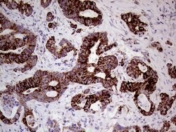 SHMT2 Mouse anti-Human, Clone: OTI1E12, lyophilized, TrueMAB 100 &mu;g;