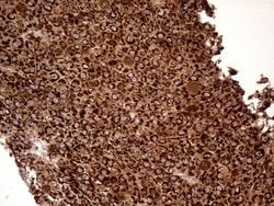 SHMT2 Mouse anti-Human, Clone: OTI1E12, lyophilized, TrueMAB 100 &mu;g;