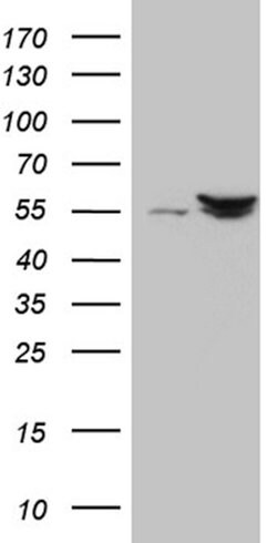 SHMT2 Mouse anti-Human, Clone: OTI1E12, lyophilized, TrueMAB 100 &mu;g;