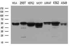 SHMT2 Mouse anti-Human, Clone: OTI1E12, lyophilized, TrueMAB 100 &mu;g;