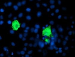 SHPK Monoclonal Antibody (OTI1D2), TrueMAB , OriGene:Antibodies:Primary