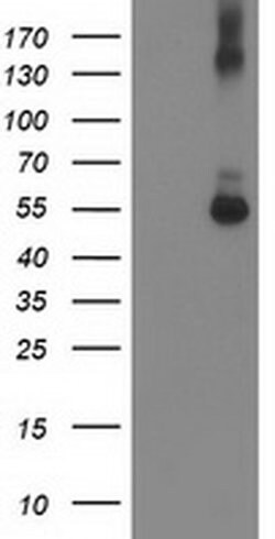 SHPK Monoclonal Antibody (OTI1D1), TrueMAB , OriGene 30 &mu;L; Unconjugated:Antibodies,