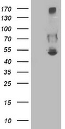 SHPK Monoclonal Antibody (OTI1D2), TrueMAB , OriGene 100 &mu;L; Unconjugated:Antibodies,