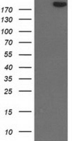 SHPRH Mouse anti-Human, Clone: OTI1H3, lyophilized, TrueMAB 100 &mu;g;