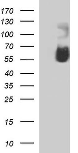 SIGLEC7 Monoclonal Antibody (OTI1A1), TrueMAB , OriGene:Antibodies:Primary