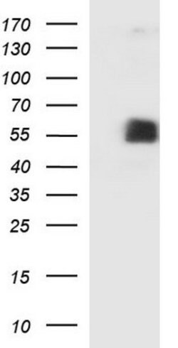SIGLEC7 Mouse anti-Human, Clone: OTI1A11, lyophilized, TrueMAB 100 &mu;g;