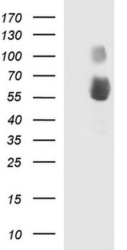 SIGLEC7 Monoclonal Antibody (OTI1D11), TrueMAB , OriGene:Antibodies:Primary