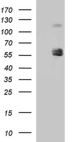 SIGLEC7 Monoclonal Antibody (OTI1G7), TrueMAB , OriGene 100 &mu;L; Unconjugated:Antibodies,