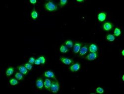 SIGLEC9 Mouse anti-Human, Clone: OTI6D8, lyophilized, TrueMAB 100 &mu;g;