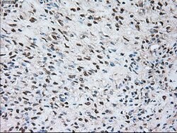 SIGLEC9 Mouse anti-Human, Clone: OTI8F7, lyophilized, TrueMAB 100 &mu;g;