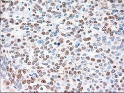 SIGLEC9 Mouse anti-Human, Clone: OTI8F7, lyophilized, TrueMAB 100 &mu;g;