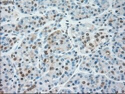 SIGLEC9 Mouse anti-Human, Clone: OTI8F7, lyophilized, TrueMAB 100 &mu;g;