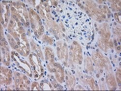 SIGLEC9 Mouse anti-Human, Clone: OTI8F7, lyophilized, TrueMAB 100 &mu;g;