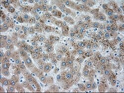 SIGLEC9 Mouse anti-Human, Clone: OTI8F7, lyophilized, TrueMAB 100 &mu;g;