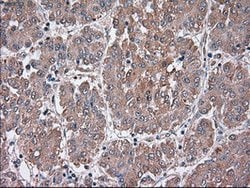 SIGLEC9 Mouse anti-Human, Clone: OTI8F7, lyophilized, TrueMAB 100 &mu;g;