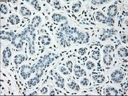 SIGLEC9 Mouse anti-Human, Clone: OTI6D8, lyophilized, TrueMAB 100 &mu;g;
