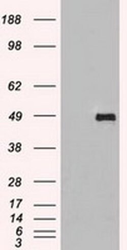 SIGLEC9 Mouse anti-Human, Clone: OTI3G8, liquid, TrueMAB 100 &mu;L; Unconjugated:Antibodies,
