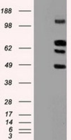 SIGLEC9 Mouse anti-Human, Clone: OTI1D9, lyophilized, TrueMAB 100 &mu;g;