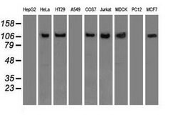 SIGLEC9 Mouse anti-Human, Clone: OTI1D9, lyophilized, TrueMAB 100 &mu;g;