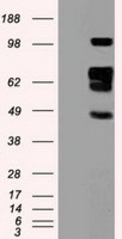SIGLEC9 Mouse anti-Human, Clone: OTI8F7, lyophilized, TrueMAB 100 &mu;g;