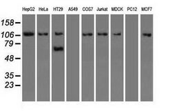 SIGLEC9 Mouse anti-Human, Clone: OTI8F7, lyophilized, TrueMAB 100 &mu;g;
