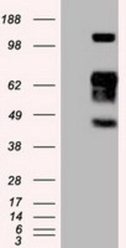 SIGLEC9 Mouse anti-Human, Clone: OTI6D8, lyophilized, TrueMAB 100 &mu;g;