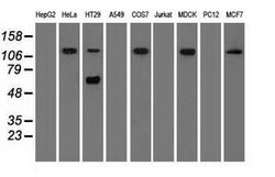 SIGLEC9 Mouse anti-Human, Clone: OTI6D8, lyophilized, TrueMAB 100 &mu;g;