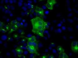 SIL1 Monoclonal Antibody (OTI1F9), TrueMAB , OriGene 100 &mu;L; Unconjugated:Antibodies,