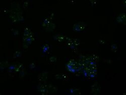 SIL1 Monoclonal Antibody (OTI1F9), TrueMAB , OriGene 100 &mu;L; Unconjugated:Antibodies,