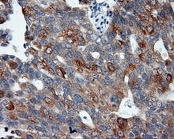 SIL1 Monoclonal Antibody (OTI3B11), TrueMAB , OriGene 30 &mu;L; Unconjugated:Antibodies,