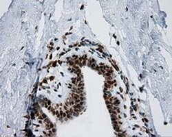 SIL1 Monoclonal Antibody (OTI1F9), TrueMAB , OriGene 100 &mu;L; Unconjugated:Antibodies,