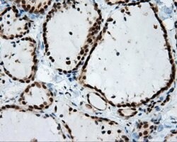 SIL1 Monoclonal Antibody (OTI1F9), TrueMAB , OriGene 100 &mu;L; Unconjugated:Antibodies,