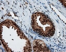 SIL1 Monoclonal Antibody (OTI1F9), TrueMAB , OriGene 100 &mu;L; Unconjugated:Antibodies,