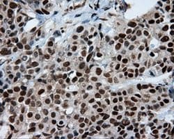 SIL1 Monoclonal Antibody (OTI1F9), TrueMAB , OriGene 100 &mu;L; Unconjugated:Antibodies,