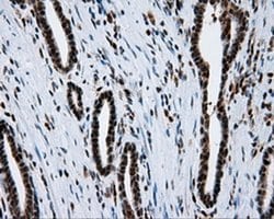 SIL1 Monoclonal Antibody (OTI1F9), TrueMAB , OriGene 100 &mu;L; Unconjugated:Antibodies,