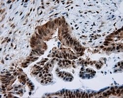 SIL1 Monoclonal Antibody (OTI1F9), TrueMAB , OriGene 100 &mu;L; Unconjugated:Antibodies,