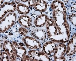 SIL1 Monoclonal Antibody (OTI1F9), TrueMAB , OriGene 100 &mu;L; Unconjugated:Antibodies,