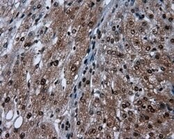 SIL1 Monoclonal Antibody (OTI1F9), TrueMAB , OriGene 100 &mu;L; Unconjugated:Antibodies,