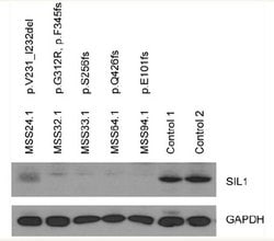 SIL1 Monoclonal Antibody (OTI1F9), TrueMAB , OriGene 100 &mu;L; Unconjugated:Antibodies,
